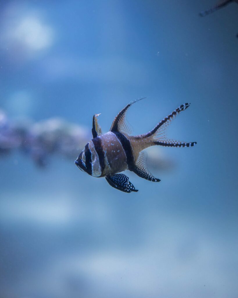 pexels-photo-1894349 Striped Fish