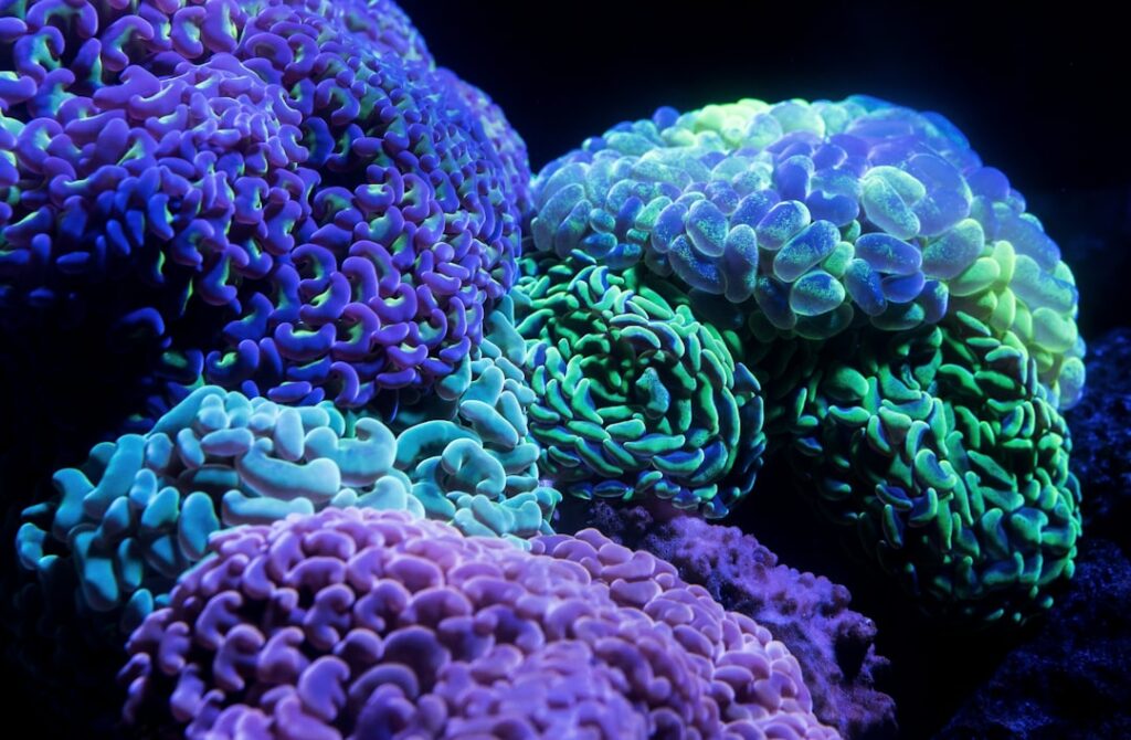 zipwp-image-eosqrq2qm1c Yes, I have taken photos of these corals before, but I am trying to improve my photography as I go along, and the aquarium is a challenging training ground. Two of the staff at the Cairns aquarium suggested that I change the white balance colour temperature setting. I tried 8,000 and 10,000, and this resulted in a much more accurate colour rendition, which I am very pleased with. If my photos are used for scientific or educational purposes, I would like them to be as accurate as possible. Thanks guys.